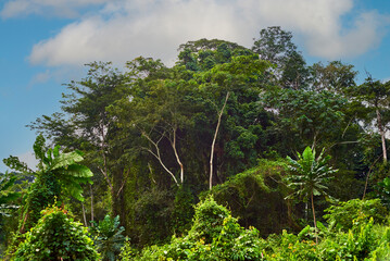 tropical forest in central Africa under clouds 
