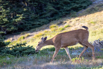 doe walking through grass and summer flowers in meadow