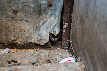 A small kitten looks out of the basement with fear