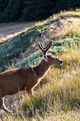 large buck looking into sunlight in meadow