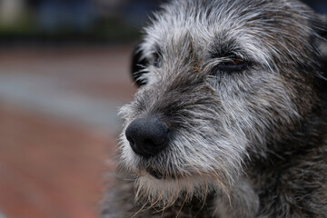 portrait of a yard hairy gray dog