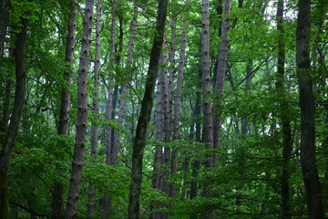 Fototapeta na wymiar Tree forest background. Natural background of tree texture.