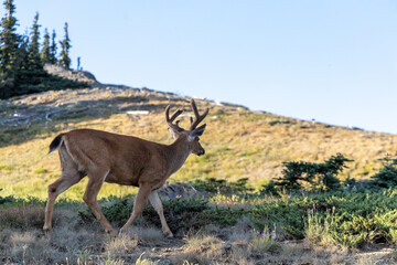 adult wild deer walking through a field on a mountain