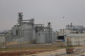 Obraz premium plant