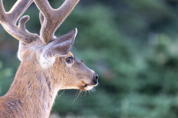 Fototapeta premium close up of a wild adult deer in a field