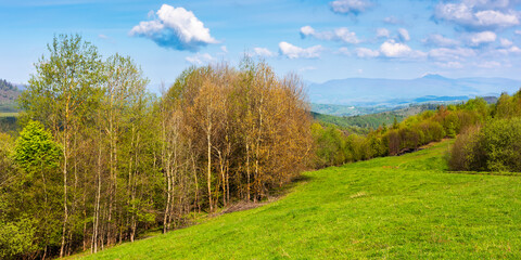 mountainous countryside in early spring. trees on the grassy hillside meadow. ridge with high peak...