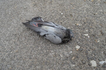 a dead pigeon on a concrete sidewalk