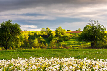 Fototapeta na wymiar countryside rural landscape in spring. fluffy dandelions on the field at foggy sunrise. forested rolling hills in morning light beneath a cloudy sky