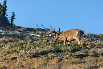 adult wild deer walking through a field on a mountain
