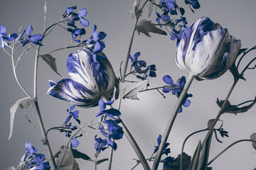 blaue Tulpen und Wildblumen auf grauem Hintergrund, abstrakte botanische Tapete, Atelieraufnahme.