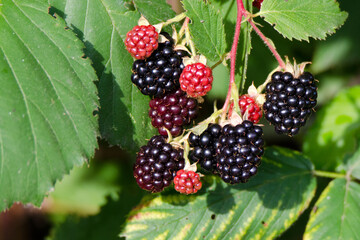 Heranreifende Brombeeren in einem Kleingarten in unterschiedlichen Reifestadien