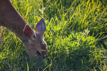 deer eating wild grass in afternoon sun