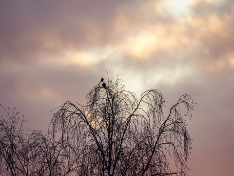 Zwei Vögel sitzen in einem Baum und trällern ein Lied in der Morgensonne