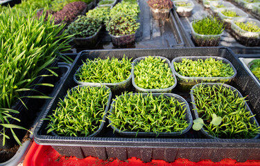 microgreens growing  organic bio gardening