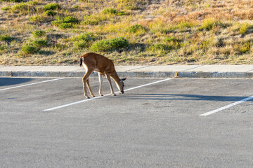 deer in parking lot in national park
