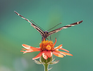 Closeup front view of Zebra Longwing Butterfly drinking flower nectar © Jean Landry