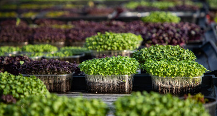 microgreens growing  organic bio gardening