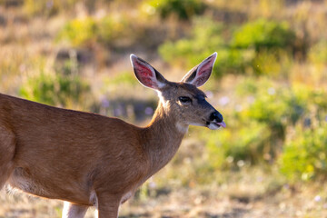 single adult deer walking through a field covered in tall grass