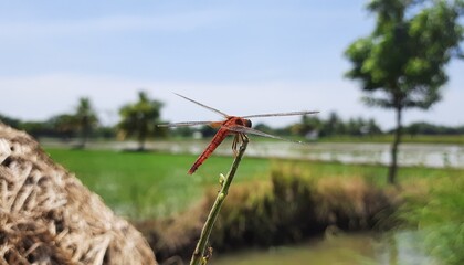 The scarlet dragonfly is a species of dragonfly in the family libellulidae.
