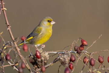 The European greenfinch or simply the greenfinch (Chloris chloris)
