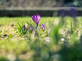 Lila Krokusse auf einer grünen Wiese