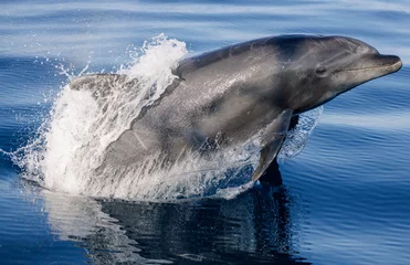 Fotobehang dolphin jumping out of water, dolphin in the water, Bottlenose Dolphin jumping, Bottlenose Dolphin jumping, Pacific Ocean,  Dana Point, California © FPLV