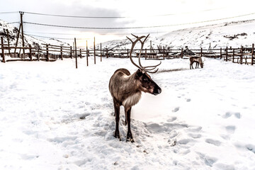 Reindeer is standing in the snow on the farm in susnset light
