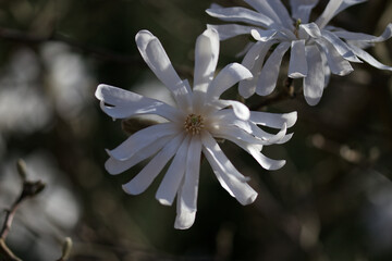 Sternmagnolie 