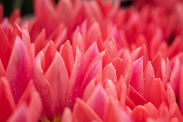 large bouquet of tulips on a blurred background