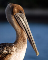 Pelican Portrait 3