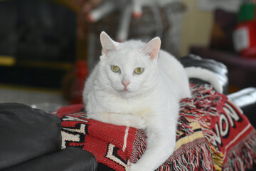 pure white cat with beautiful green eyes laying on a blanket along the back of a couch