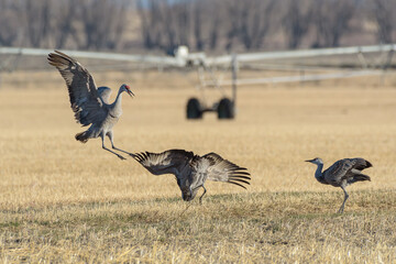 Migrating Greater Sandhill Cranes in Monte Vista, Colorado