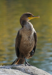 Double crested cormorant drying its wings