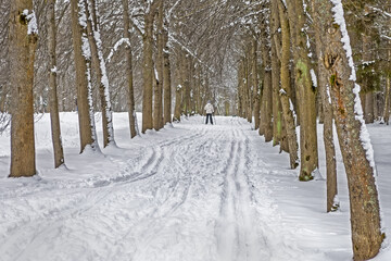 Ski track in the snow along the tree lane in the park in winter.