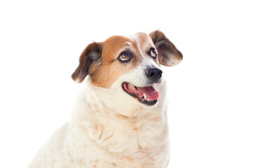 White and brown chubby dog