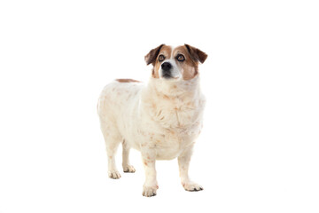 White and brown chubby dog