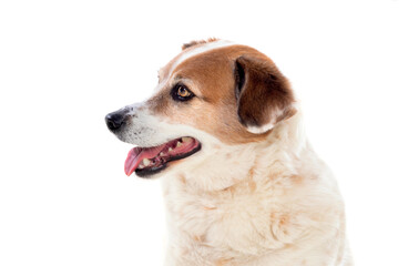 White and brown chubby dog