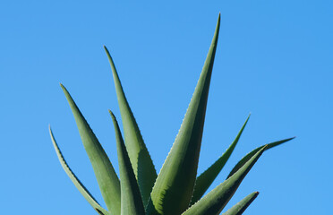 Obraz premium Blue sky and aloe vera
