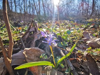 Violet on the ground, first flower in spring