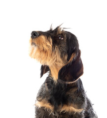 Black an brown dachshund