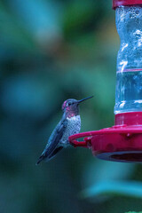 pink throated hummingbird perched on red feeder with green background