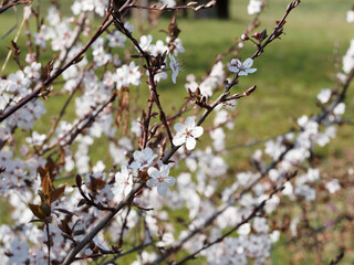 Prunus x cistena - Purple leaf sand cherry or dwarf red-leaf plum with beautiful light pink flowering  and purple foliage on red-brown to dark gray stems