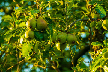 Birnen wachsen an einem Baum