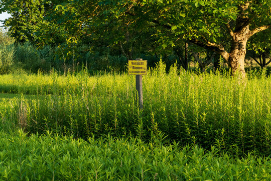 Schild mit dem Text "Vorsicht Bienen Stechgefahr" an einer Wild Wiese