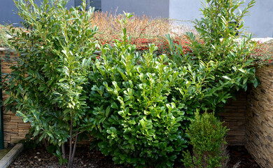 An evergreen shrub in front of a fence made of light wooden planks will improve the opacity of the street. protects the garden from dust and traffic