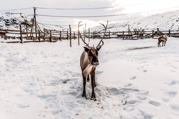 Reindeer is standing in the snow on the farm in susnet light