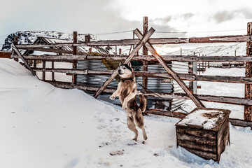 Jumping husky tied to a chain on a farm