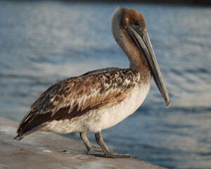 Pelican Portrait 1