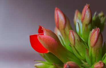 Macro image of flower buds