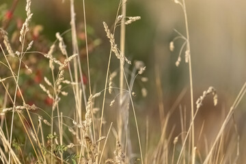 close up detail of dry golden grass in summer